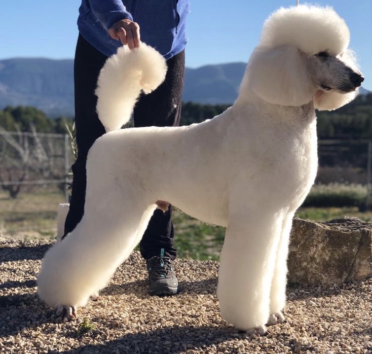 Imagen de negocio en Peluquería canina y felina en Cocentaina