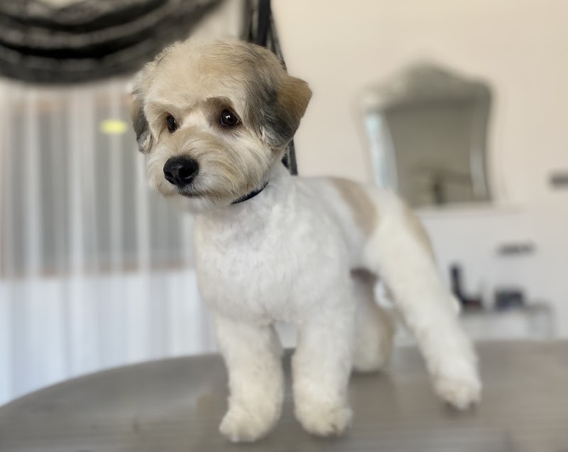 Imagen de negocio en Peluquería canina y felina en Cocentaina