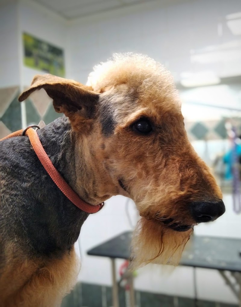 Imagen de Peluquería Canina y Felina Capicua