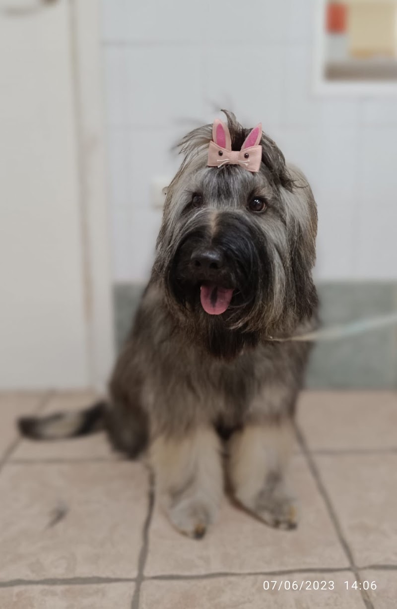 Imagen de Peluquería Canina y Felina Capicua