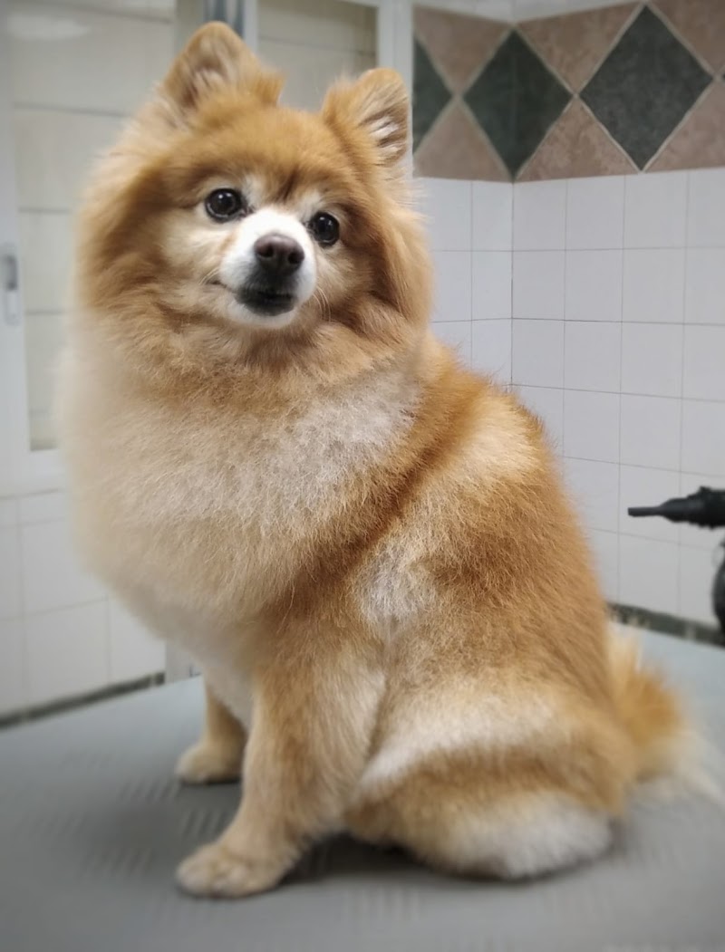 Imagen de Peluquería Canina y Felina Capicua