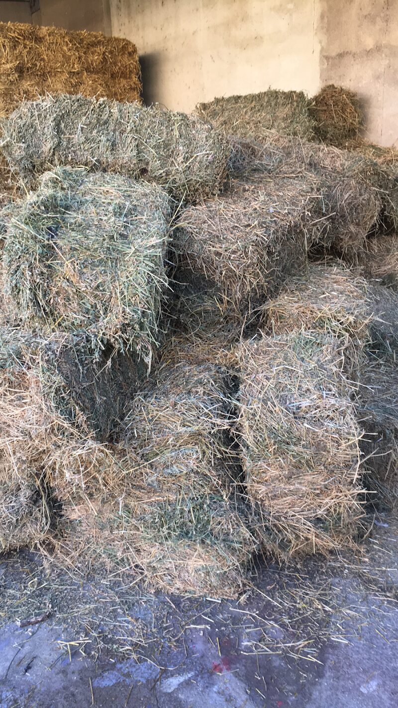 Imagen de Xapiplant, S.l.