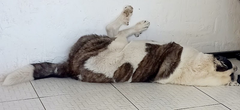 Imagen de Huellas y Manchas