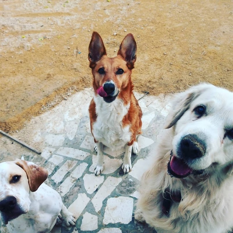 Imagen de Huellas y Manchas