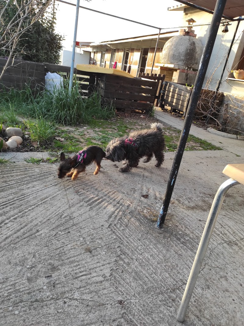 Imagen de negocio en Adopción en Fuente el Saz de Jarama