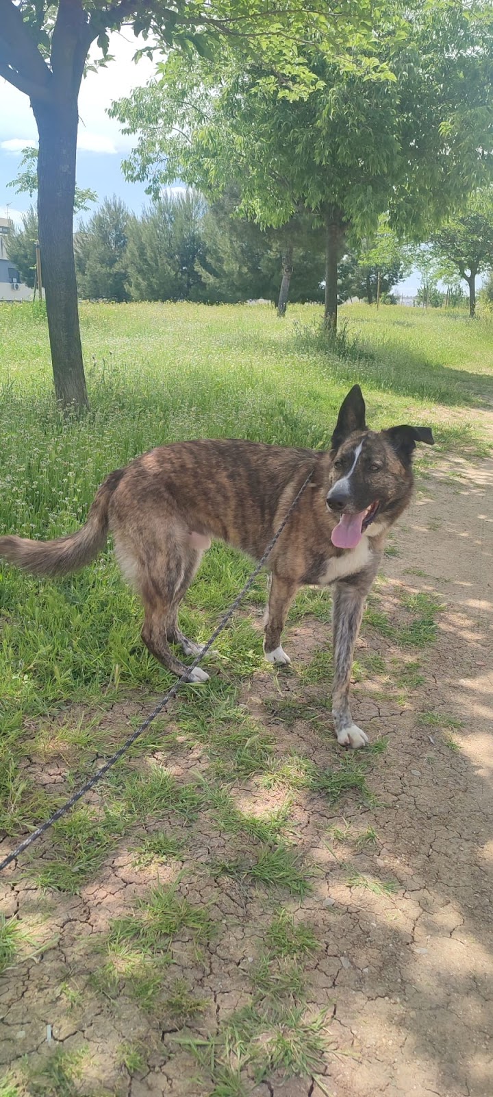 Imagen de negocio en Adopción en Fuente el Saz de Jarama
