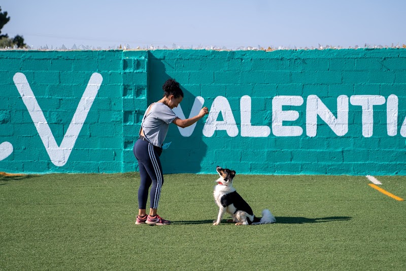 Imagen de negocio en Pastelería para mascotas en Aldaya