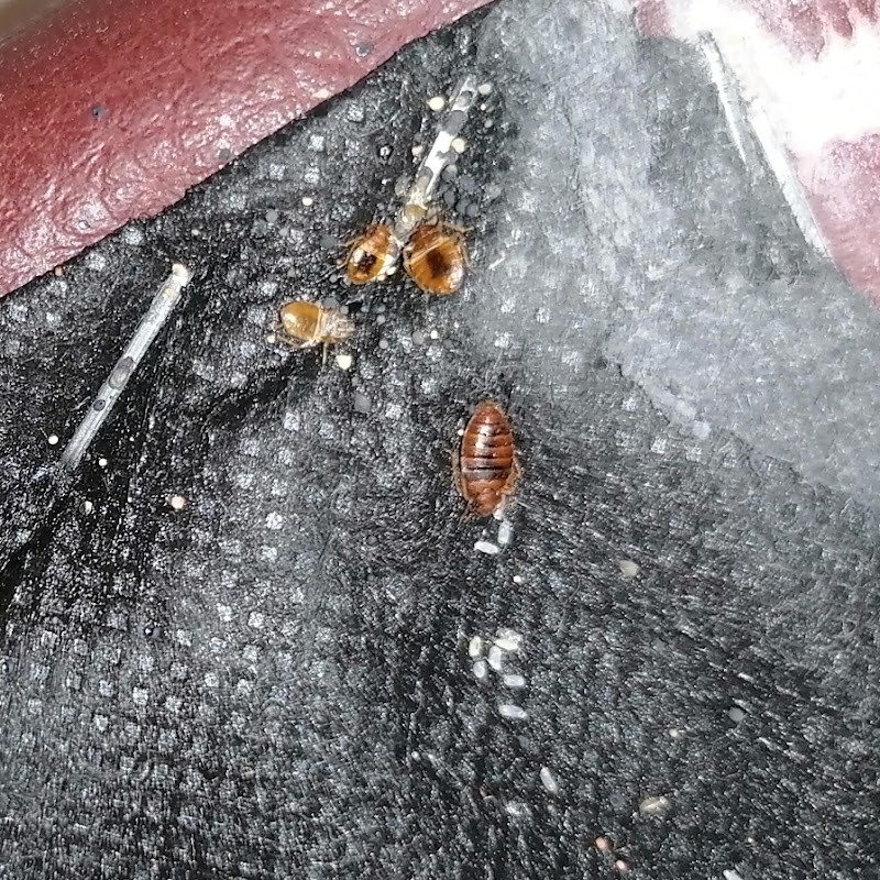 Imagen de negocio en Desinfección en Valdetorres de Jarama