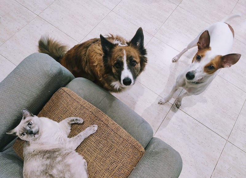 Imagen de Alojamiento y Guardería Canina Familiar