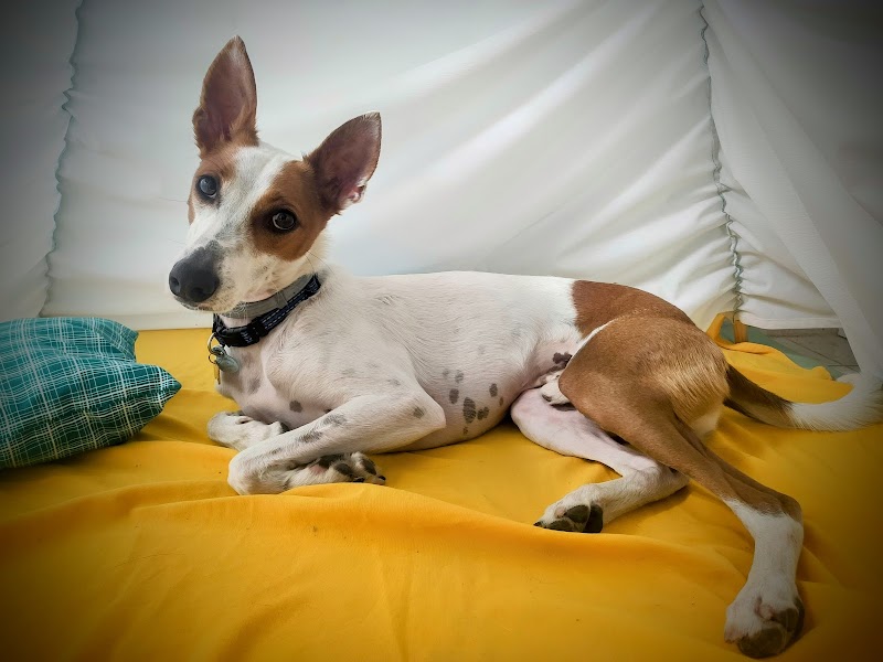 Imagen de Alojamiento y Guardería Canina Familiar