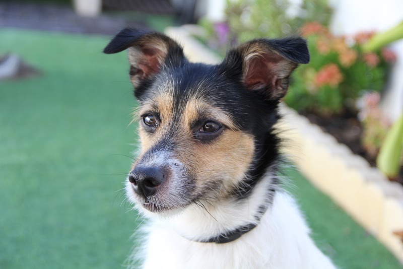 Imagen de Alojamiento y Guardería Canina Familiar