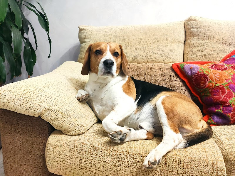 Imagen de Alojamiento y Guardería Canina Familiar