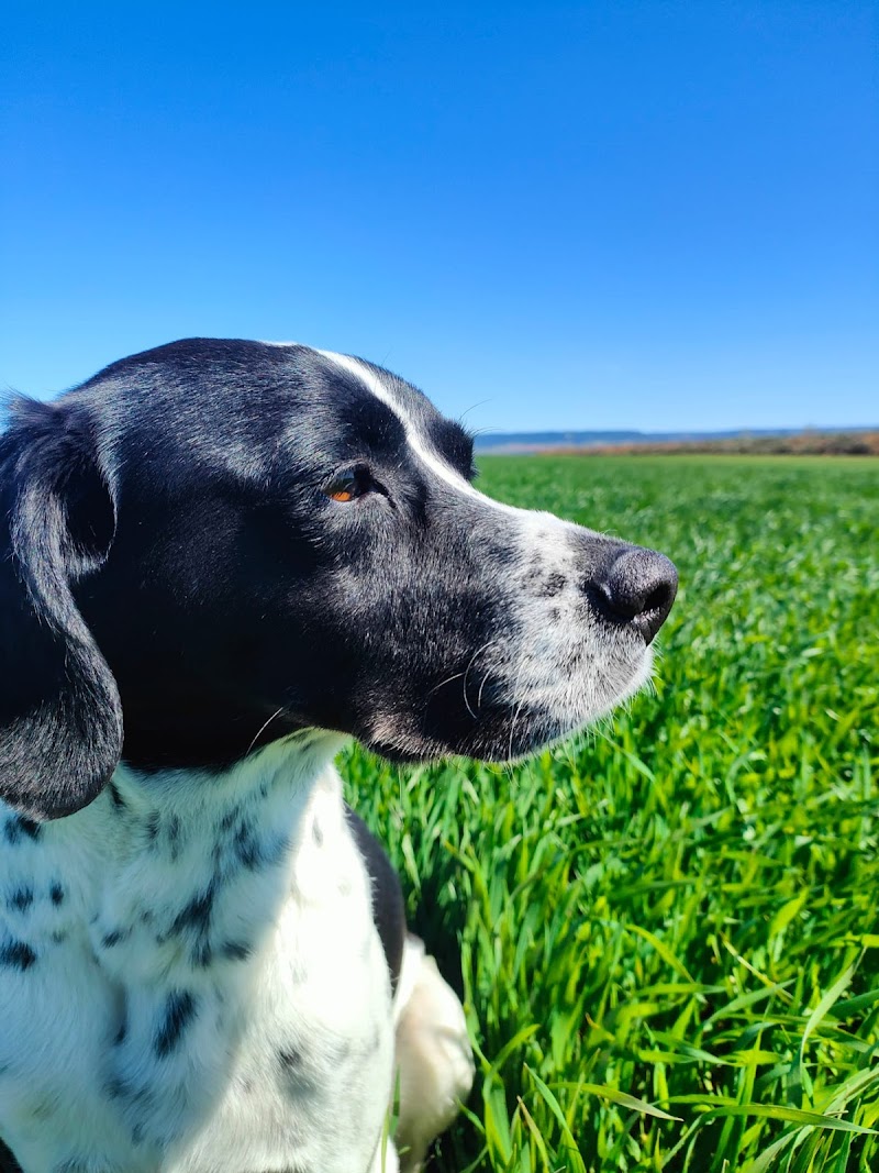 Imagen de Alojamiento y Guardería Canina Familiar