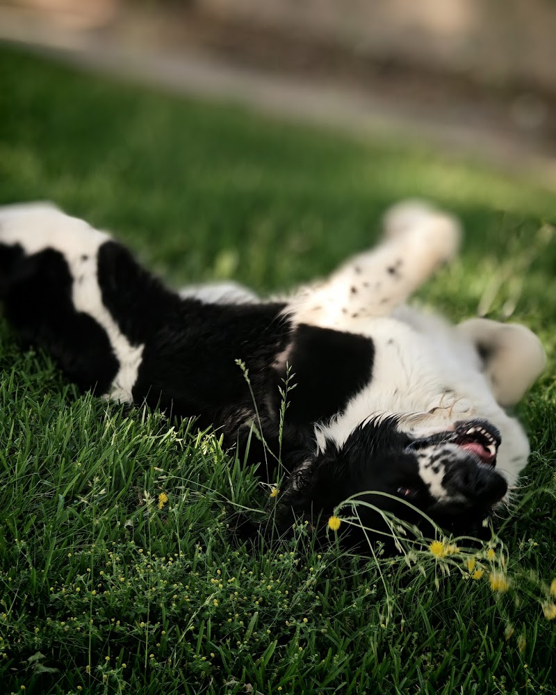 Imagen de Centro Veterinario Migos