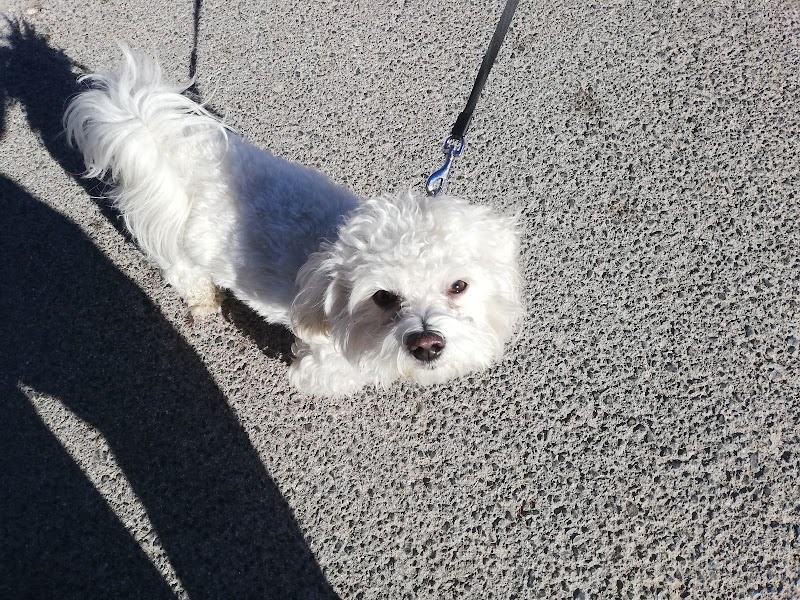 Imagen de Diver Gos Educació Canina