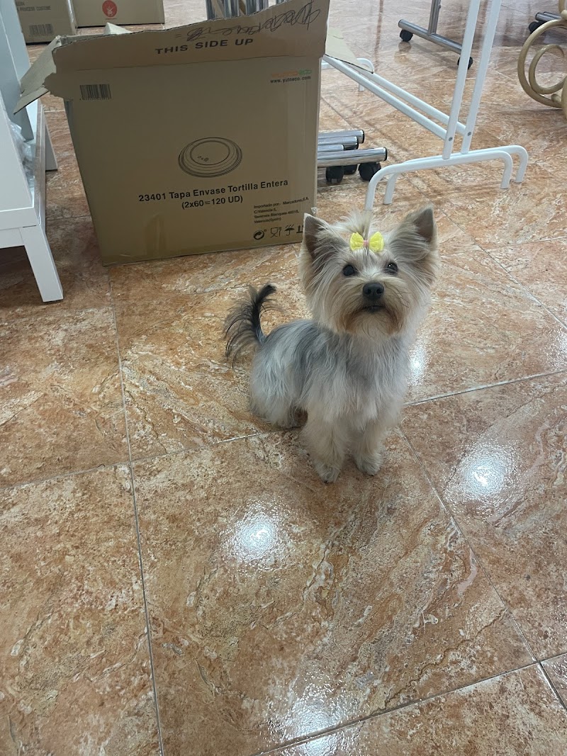 Imagen de Estilismo Canino Marta Vela Puçol