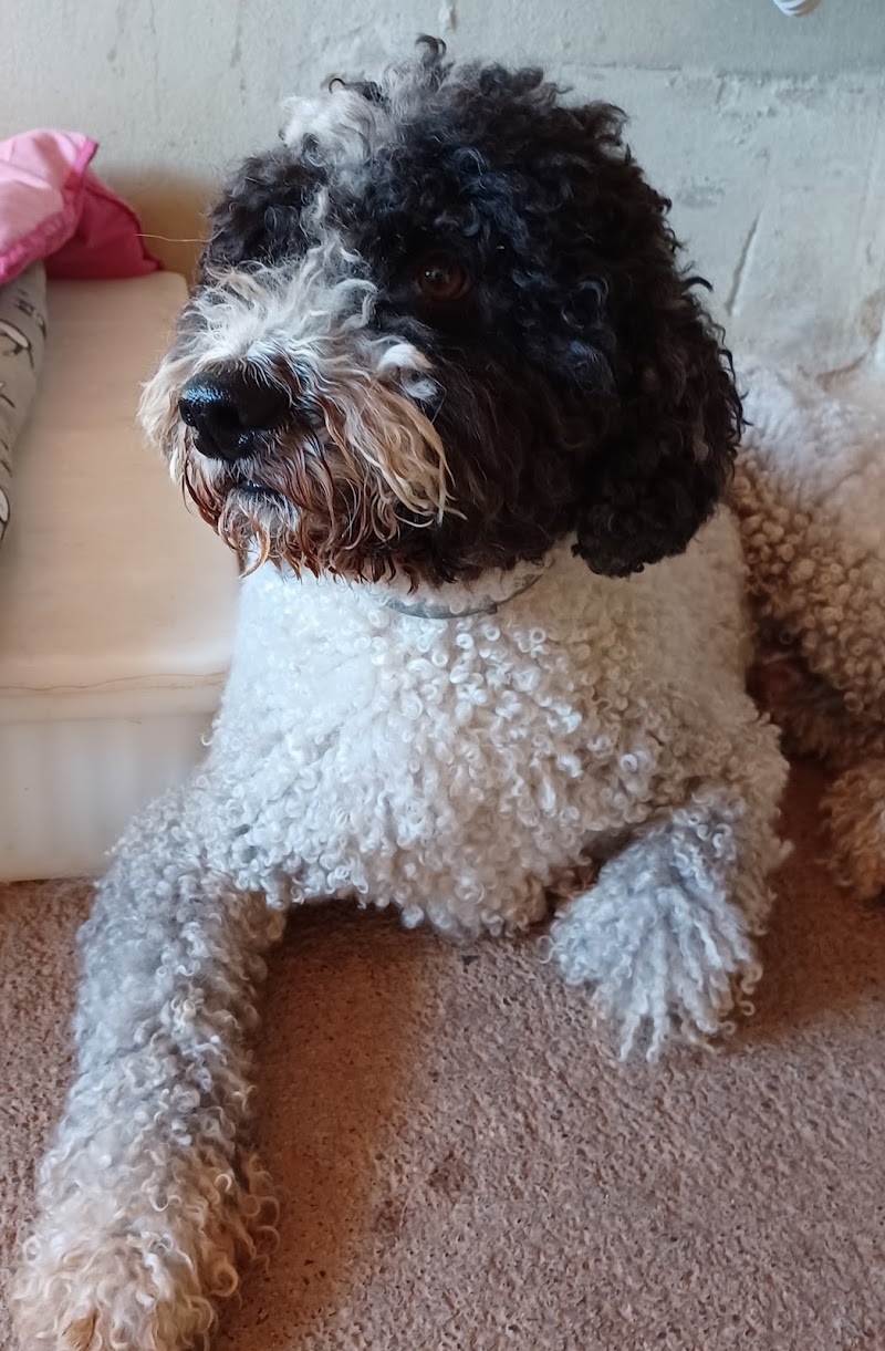 Imagen de Estilismo Canino Marta Vela Puçol