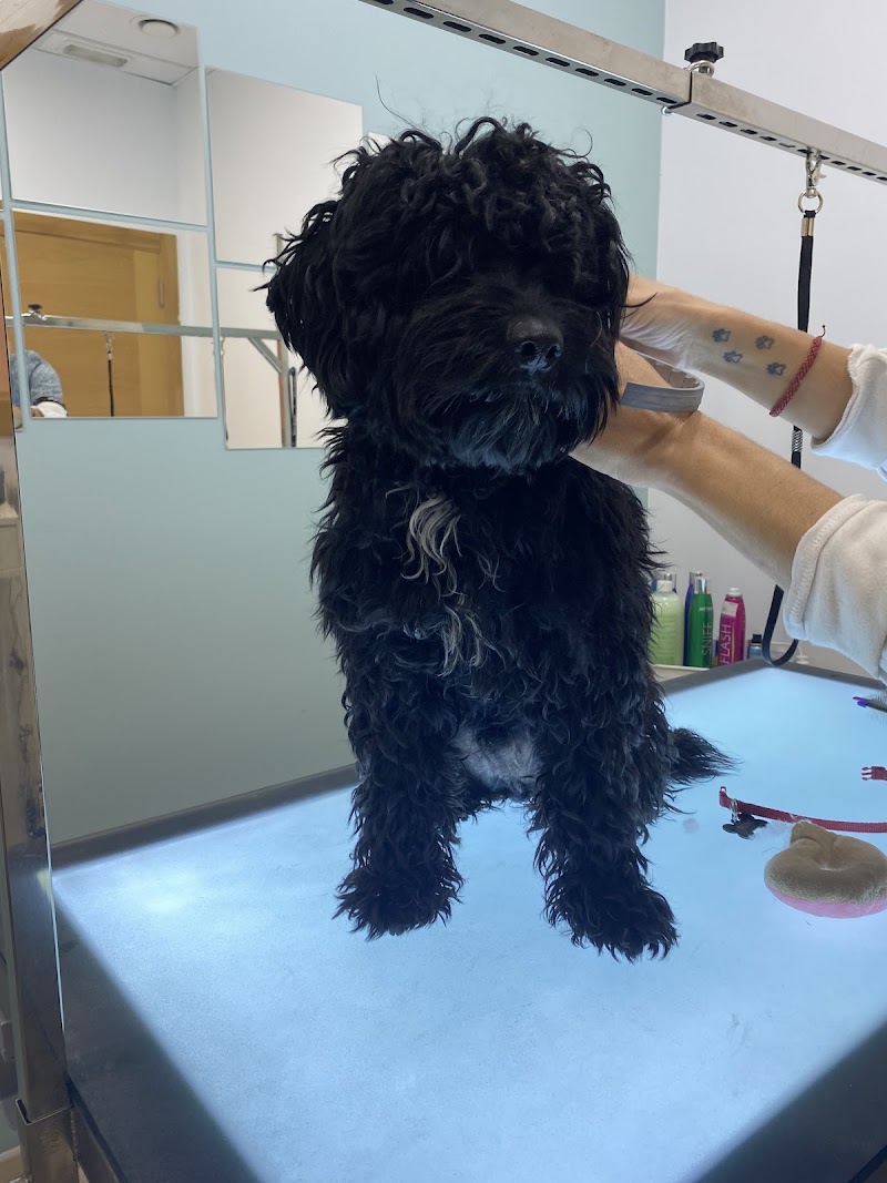 Imagen de Estilismo Canino Marta Vela Puçol