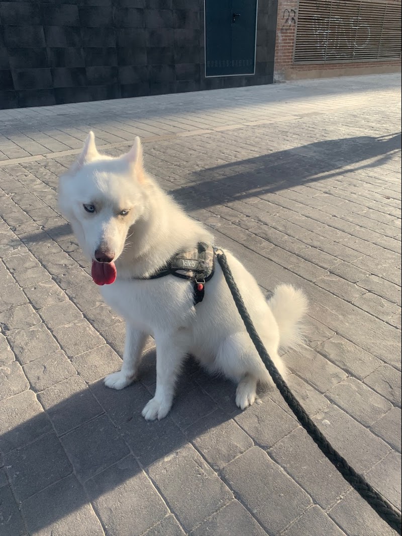 Imagen de Peluquería Canina Orión