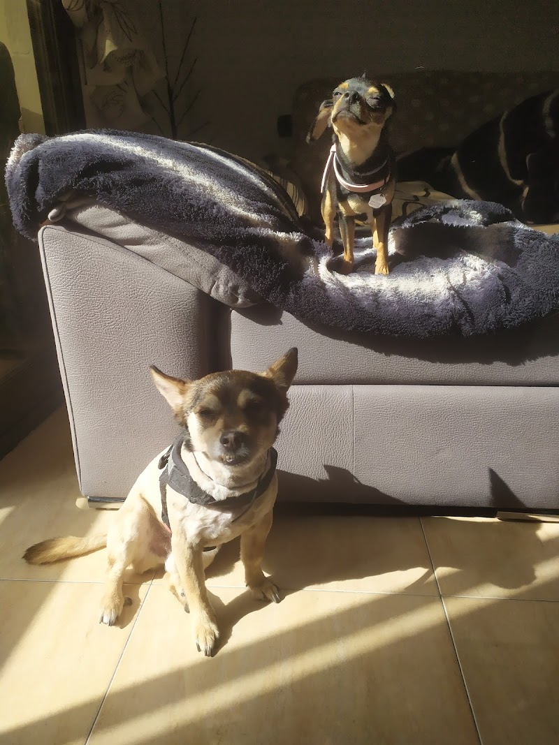 Imagen de Peluquería Canina Orión