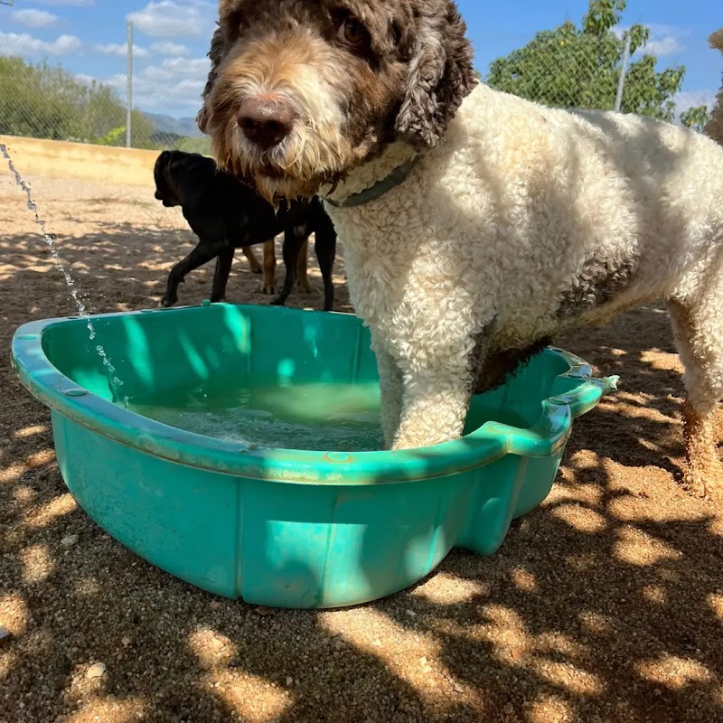 Imagen de Residencia Canina Sagunto