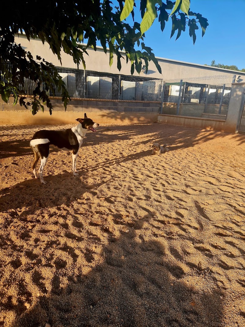 Imagen de Residencia Canina Sagunto