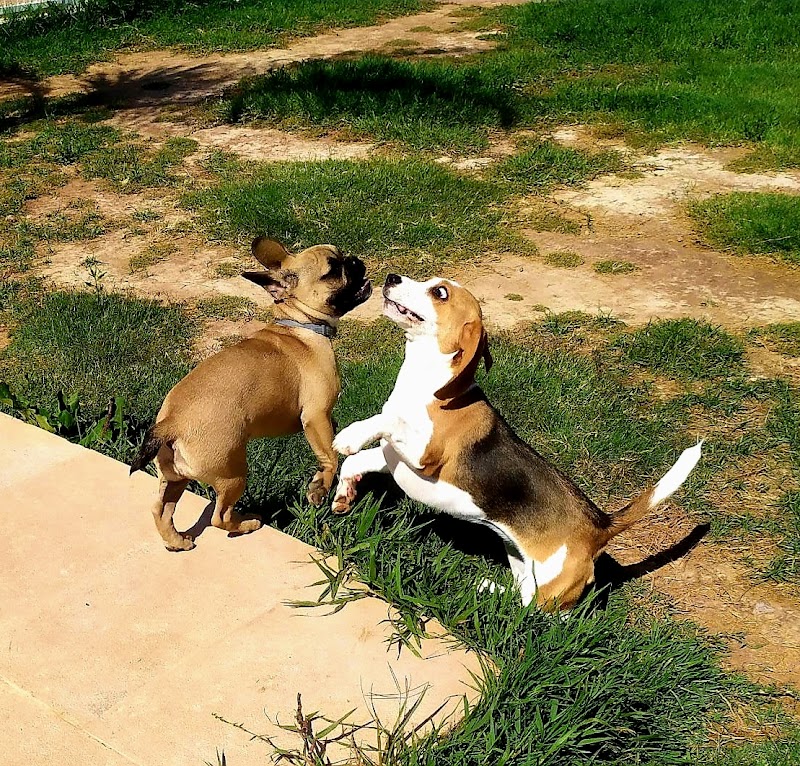 Imagen de Residencia Canina Valencia