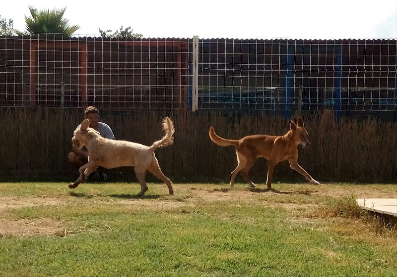 Imagen de Residencia Canina Valencia