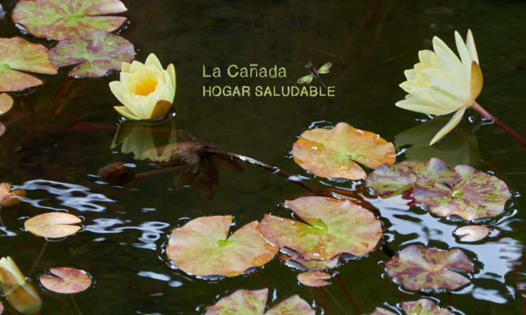Imagen de Asociación Hogar Saludable la Cañada