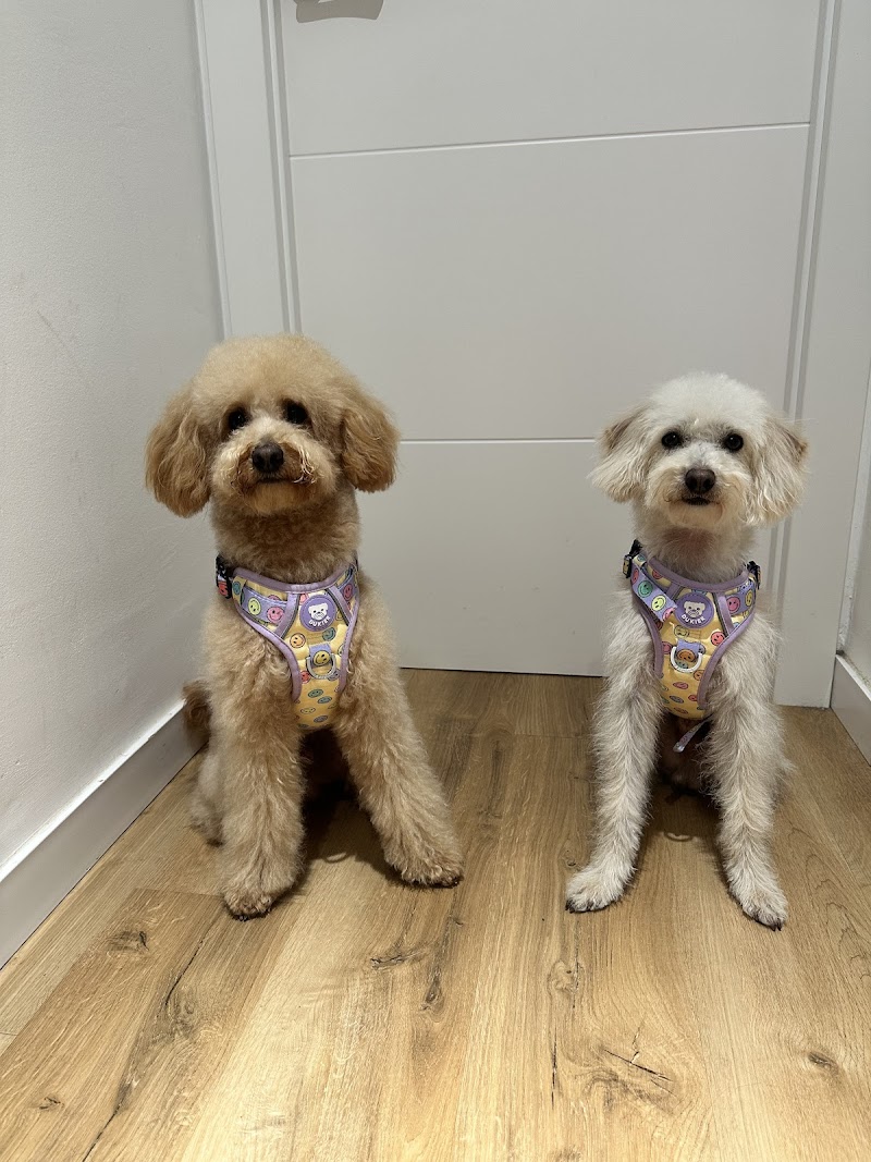 Imagen de negocio en Peluquería canina y felina en Sagunt