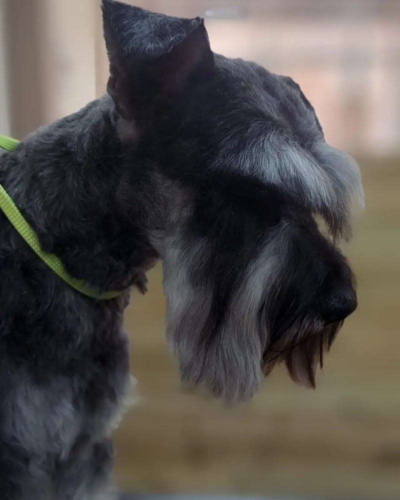 Imagen de negocio en Peluquería canina y felina en Sagunt