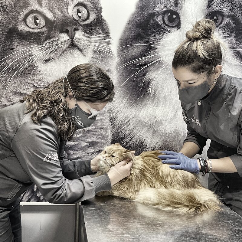 Imagen de Anicura Sant Antoni Clínica Veterinaria
