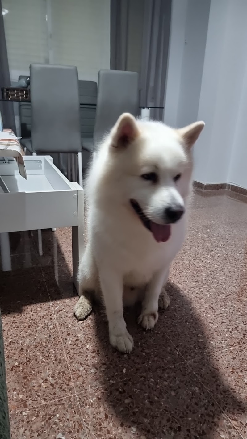 Imagen de Pelut’s Perruqueria Canina I Felina