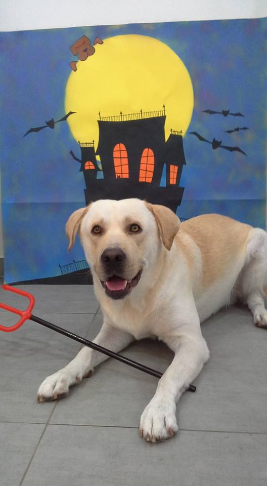 Imagen de Pelut’s Perruqueria Canina I Felina