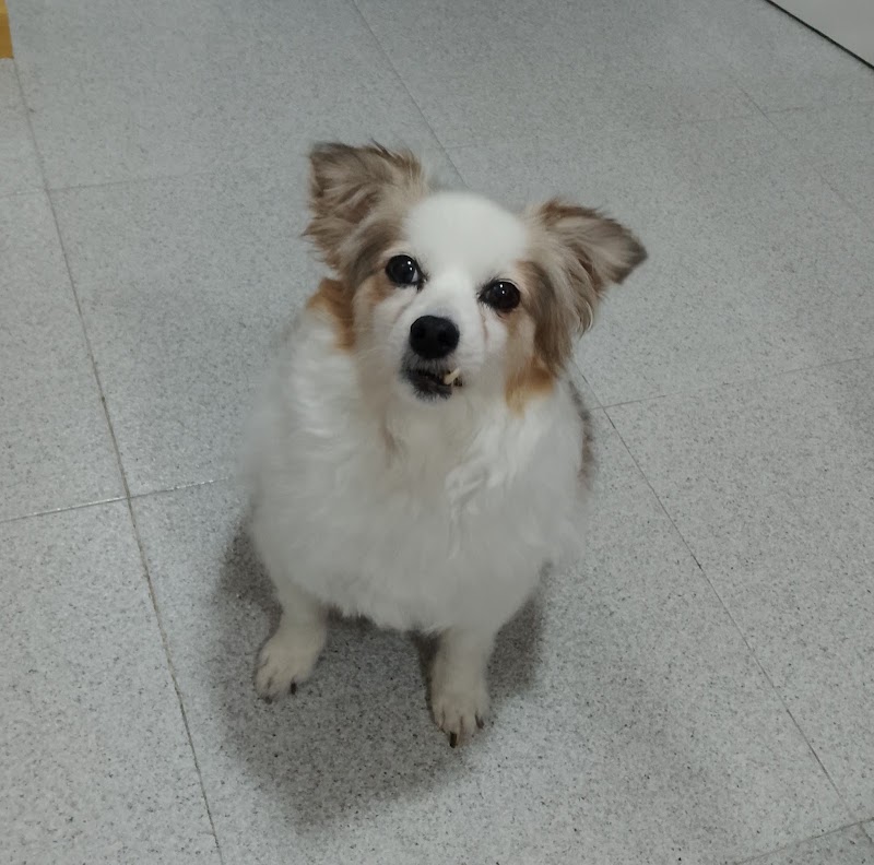 Imagen de Pelut’s Perruqueria Canina I Felina