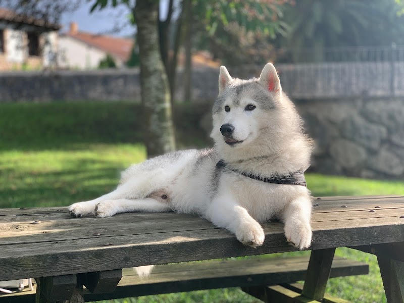 Imagen de Adiestramiento con Sentido