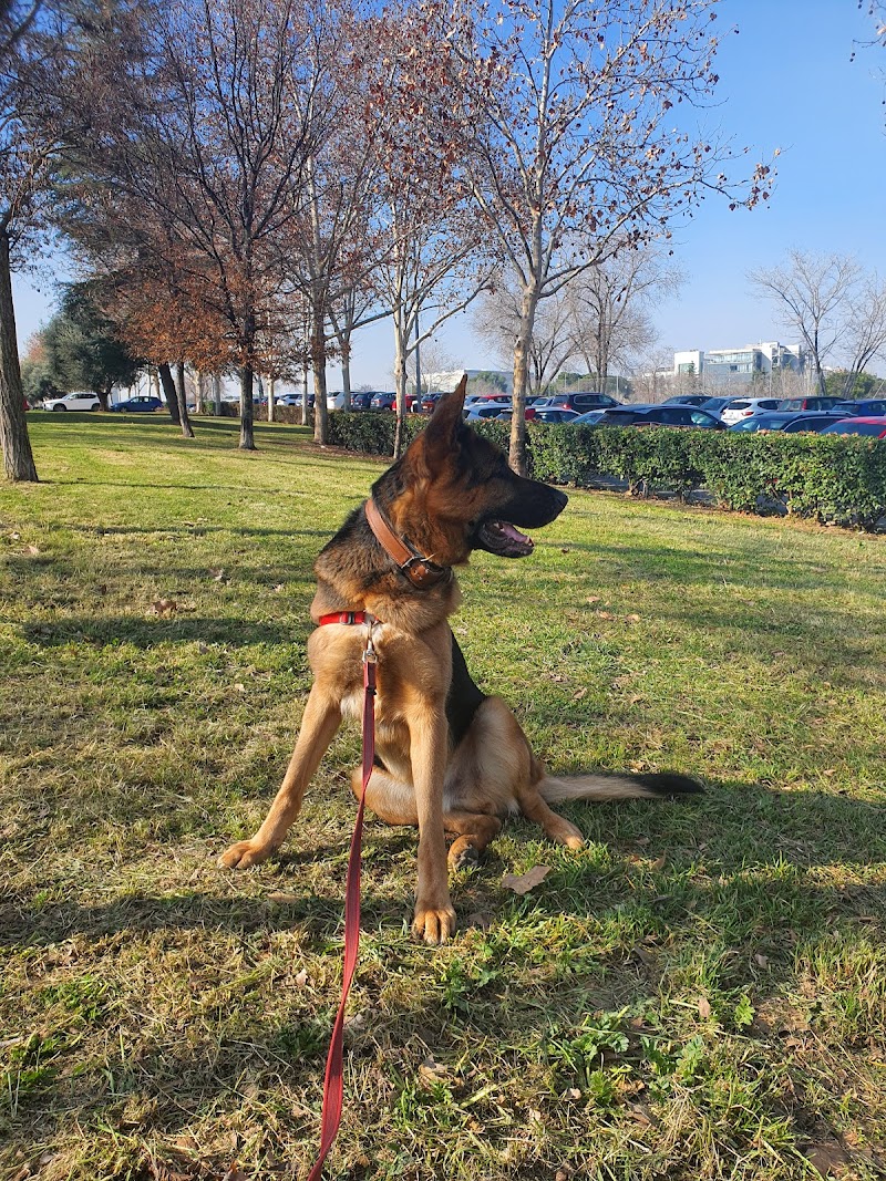 Imagen de Adiestramiento con Sentido