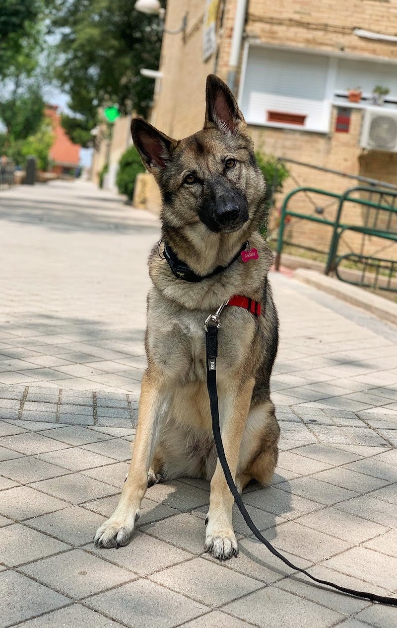 Imagen de Adiestramiento con Sentido