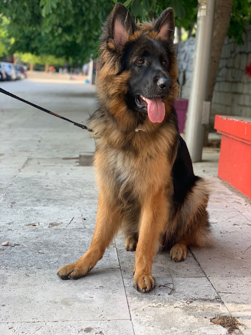 Imagen de Adiestramiento con Sentido