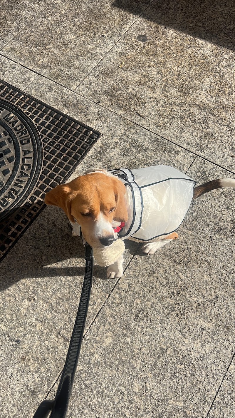 Imagen de Adiestramiento con Sentido