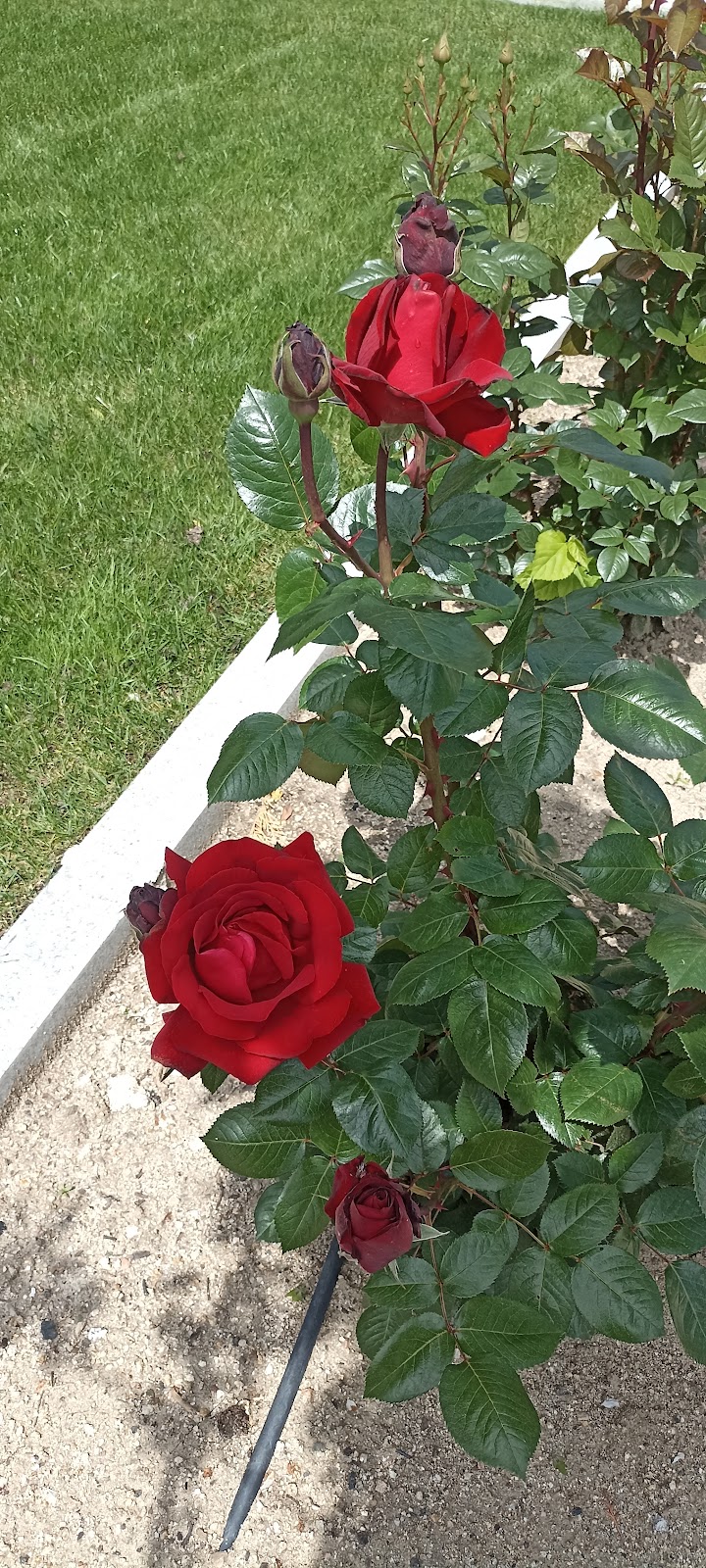 Imagen de negocio en Jardinería en Boadilla del Monte