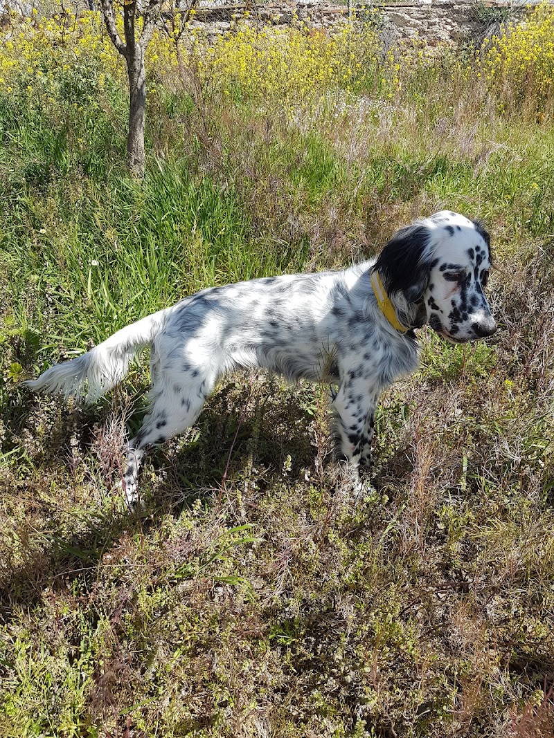 Imagen de Consultorio Veterinario Mascota