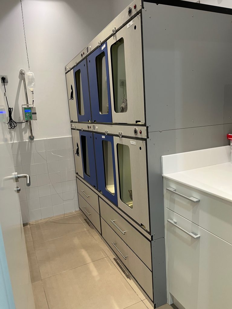 Hospitalización felina