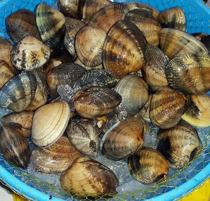 Imagen de Peixos Mar Blau