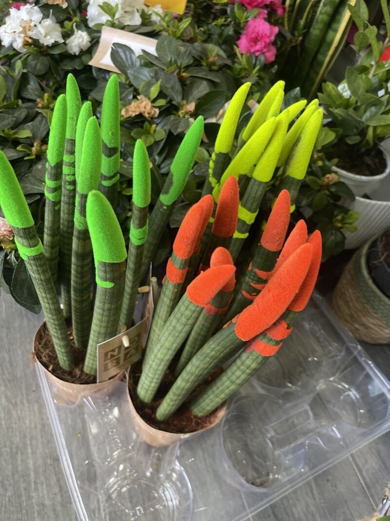 Imagen de negocio en Floristería en Churriana de la Vega