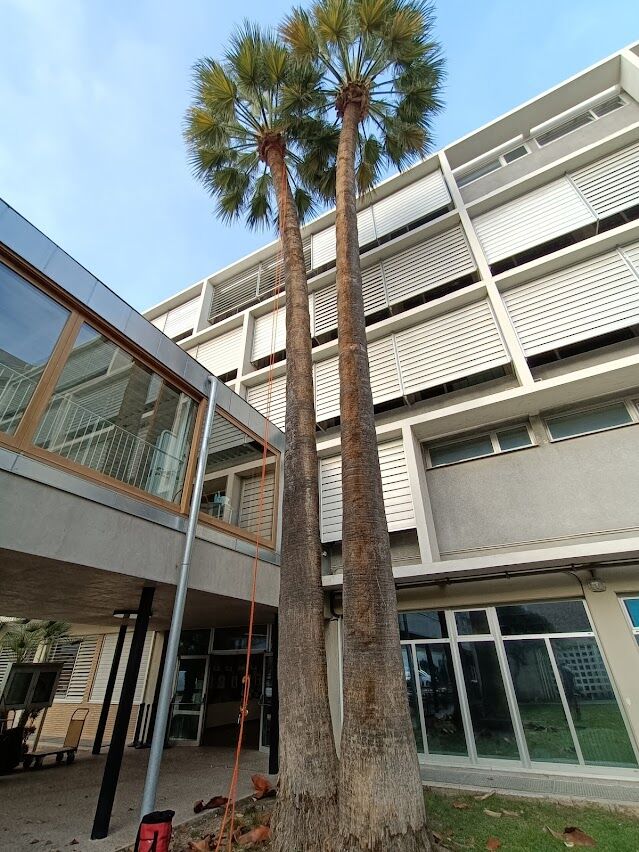 Imagen de Podas Lorenzo