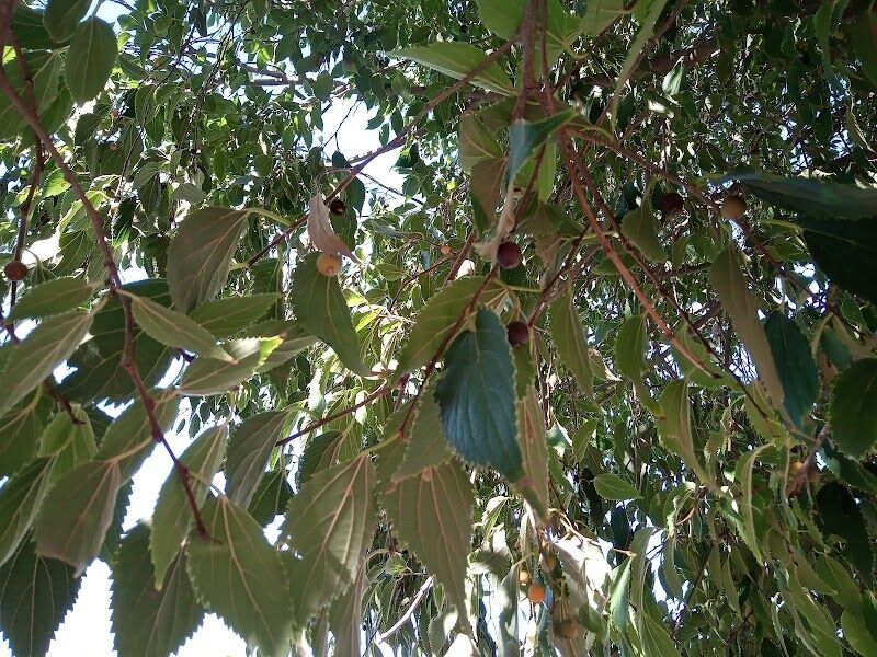 Imagen de Ivass Residència Caixa Ontinyent