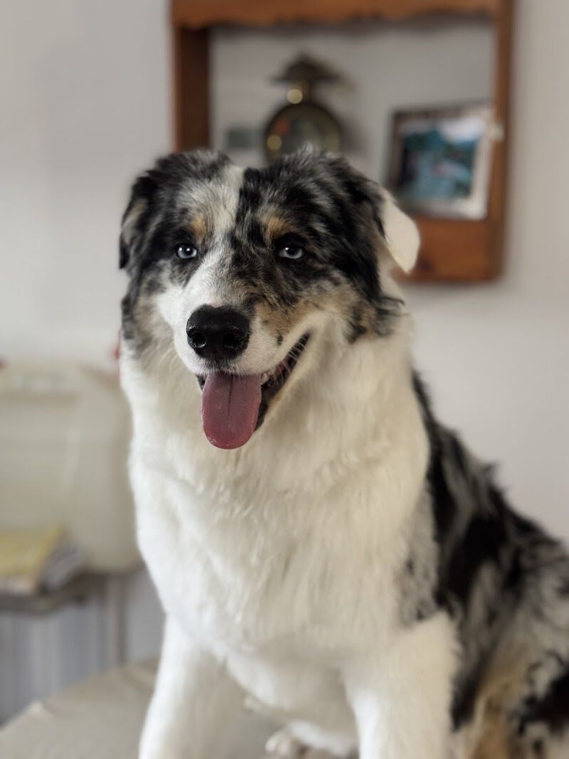 Imagen de Madagui · Adiestramiento Canino