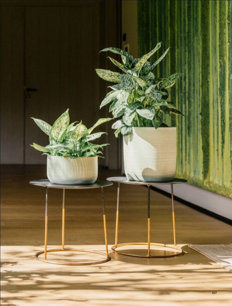 Imagen de Garden Design Plants