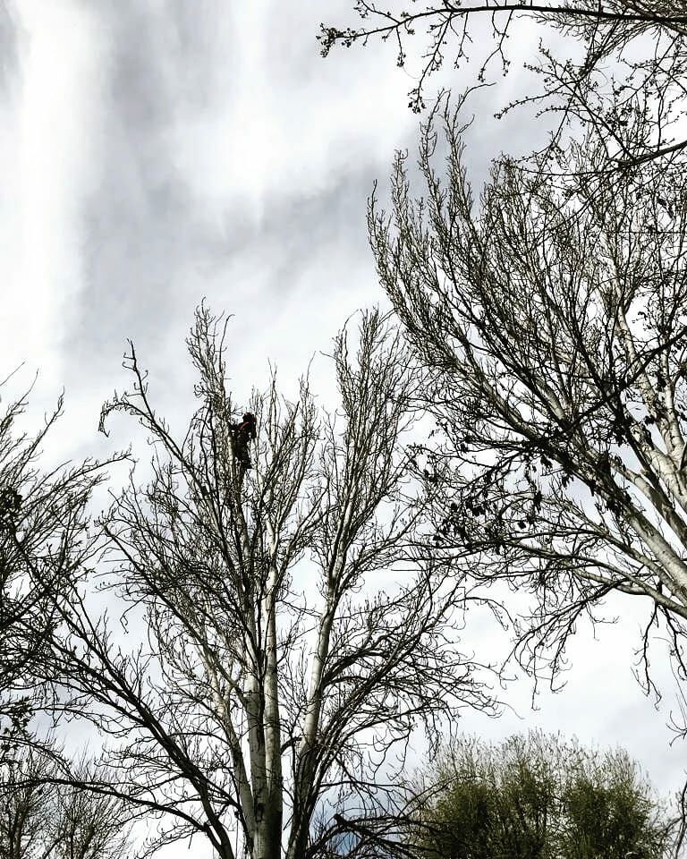 Imagen de Duramen Poda en Altura y Palmeras ( Treecare And Palmtrees)
